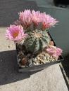 Echinocereus pulchellus amoenus